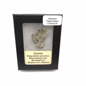 Genuine Mississippian Age Platycrinites Crinoid Box Fossil for Sale from Alabama #26