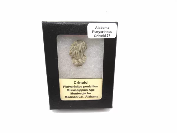 Genuine Mississippian Age Platycrinites Crinoid Box Fossil for Sale from Alabama #27