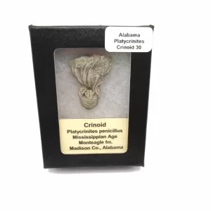 Genuine Mississippian Age Platycrinites Crinoid Box Fossil for Sale from Alabama #30