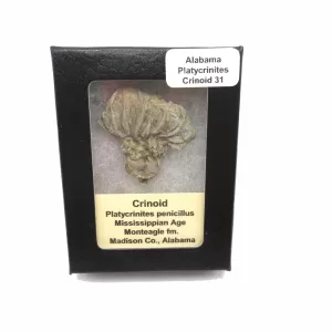 Genuine Mississippian Age Platycrinites Crinoid Box Fossil for Sale from Alabama #31