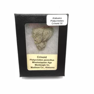 Genuine Mississippian Age Platycrinites Crinoid Box Fossil for Sale from Alabama #32