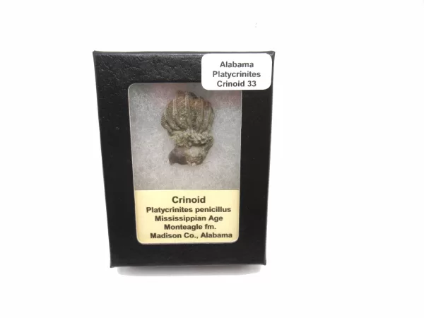 Genuine Mississippian Age Platycrinites Crinoid Box Fossil for Sale from Alabama #33