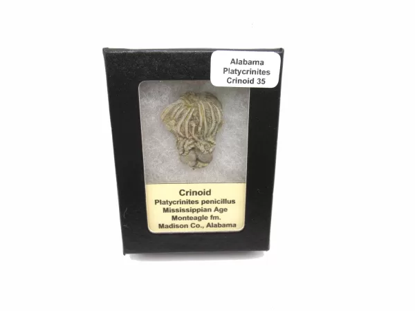 Genuine Mississippian Age Platycrinites Crinoid Box Fossil for Sale from Alabama #35