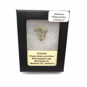 Genuine Mississippian Age Platycrinites Crinoid Box Fossil for Sale from Alabama #37