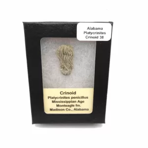 Genuine Mississippian Age Platycrinites Crinoid Box Fossil for Sale from Alabama #38