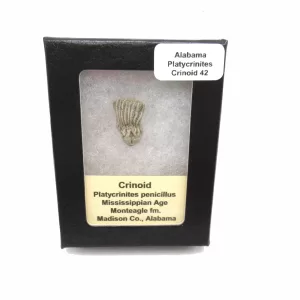 Genuine Mississippian Age Platycrinites Crinoid Box Fossil for Sale from Alabama #42