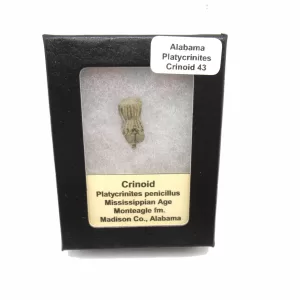 Genuine Mississippian Age Platycrinites Crinoid Box Fossil for Sale from Alabama #43