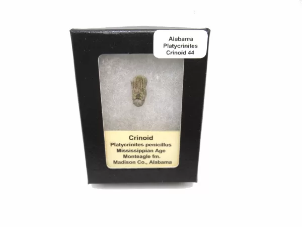 Genuine Mississippian Age Platycrinites Crinoid Box Fossil for Sale from Alabama #44