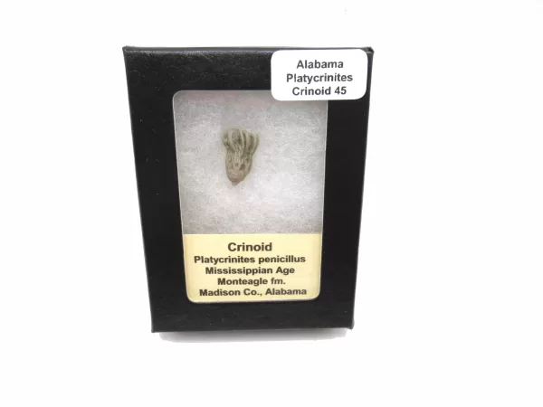 Genuine Mississippian Age Platycrinites Crinoid Box Fossil for Sale from Alabama #45