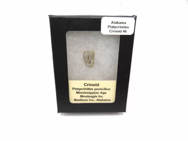 Genuine Mississippian Age Platycrinites Crinoid Box Fossil for Sale from Alabama #46