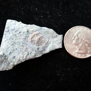 Genuine Ordovician Age Cryptogoleus Edrioasteroid From Canada For Sale #1