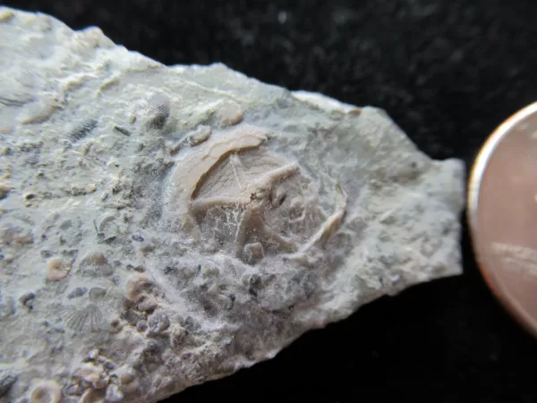 Genuine Ordovician Age Cryptogoleus Edrioasteroid From Canada For Sale #1a