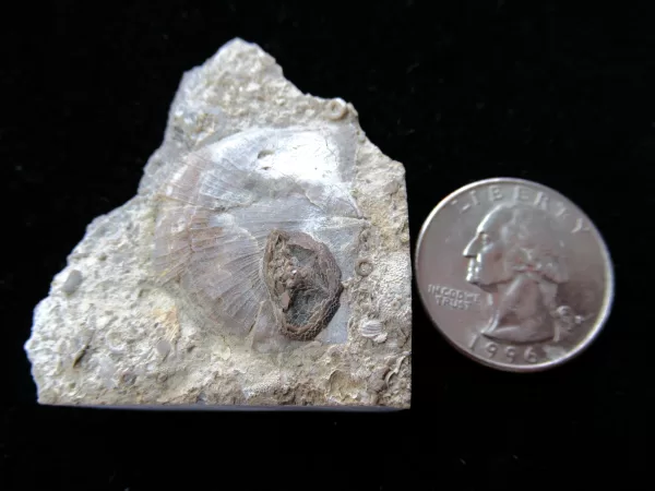 Genuine Ordovician Age Isorophusella Edrioasteroid From Canada For Sale #2