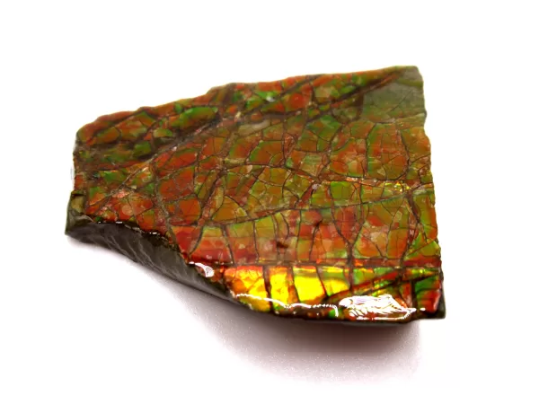 Genuine Cretaceous Age Gem Ammolite Ammonite Shell Specimen From Canada For Sale #10b