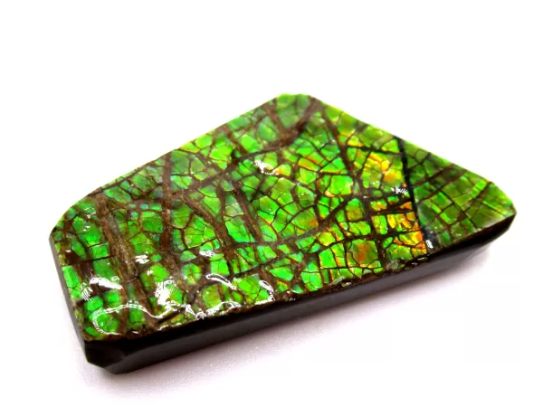 Genuine Cretaceous Age Gem Ammolite Ammonite Shell Specimen From Canada For Sale #12b