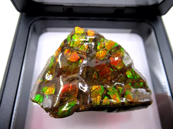 Genuine Cretaceous Age Gem Ammolite Ammonite Shell Specimen From Canada For Sale #2