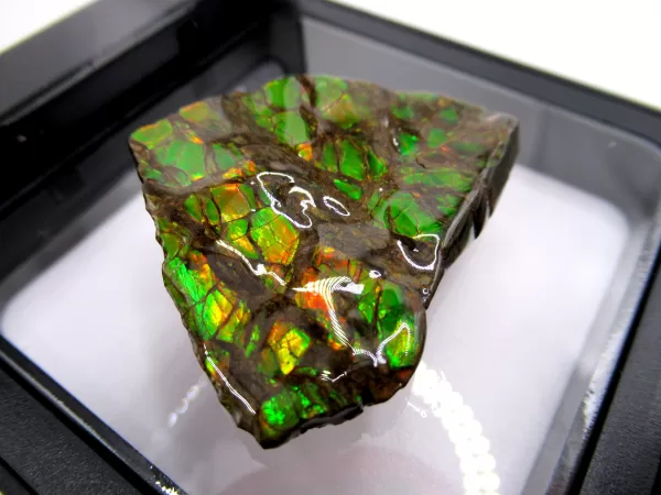 Genuine Cretaceous Age Gem Ammolite Ammonite Shell Specimen From Canada For Sale #2a