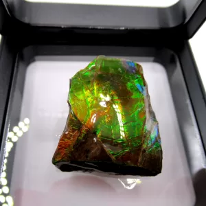 Genuine Cretaceous Age Gem Ammolite Ammonite Shell Specimen From Canada For Sale #3