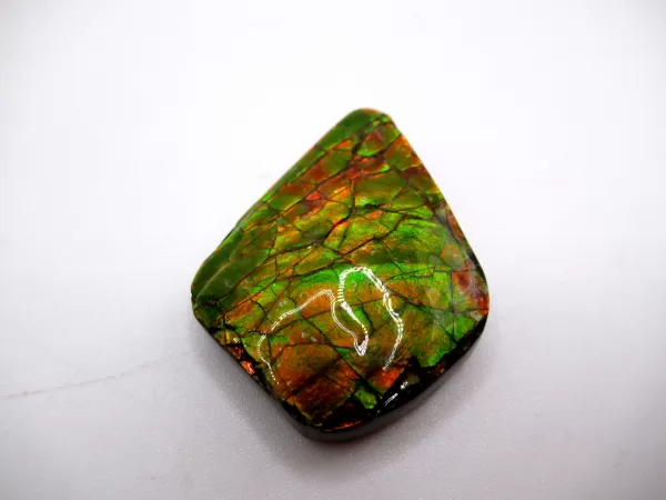 Genuine Cretaceous Age Gem Ammolite Ammonite Shell Specimen From Canada For Sale #4