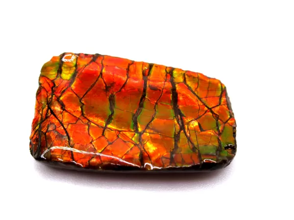 Genuine Cretaceous Age Gem Ammolite Ammonite Shell Specimen From Canada For Sale #9a