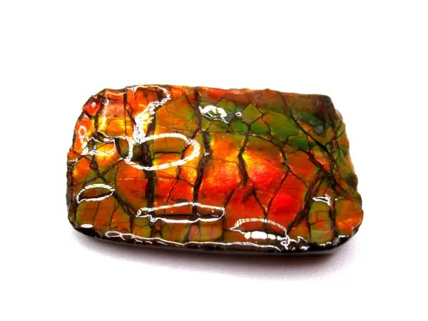 Genuine Cretaceous Age Gem Ammolite Ammonite Shell Specimen From Canada For Sale #9b