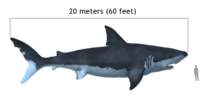 Megalodon Shark Coprolite