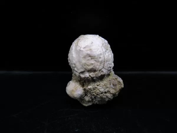 Strobilocystites calvini Cystoid #1