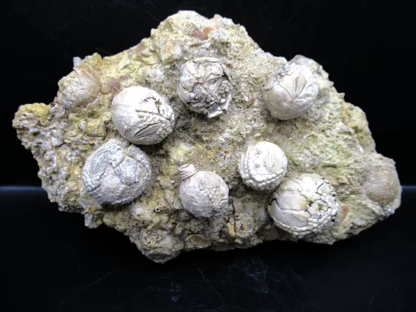 Strobilocystites calvini Cystoid #11