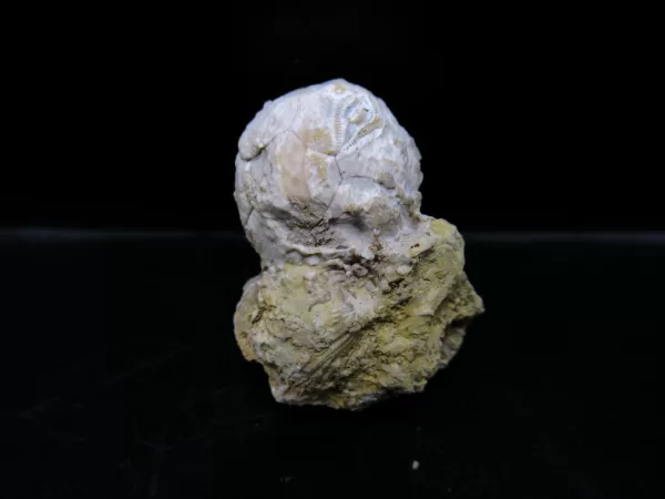 Strobilocystites calvini Cystoid #1 - Image 3