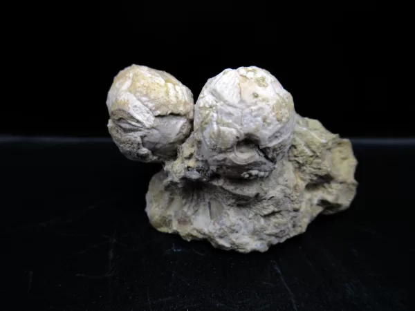 Strobilocystites calvini Cystoid #4