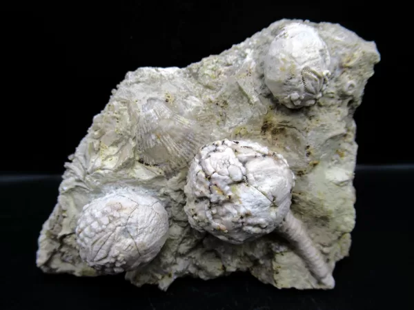 Strobilocystites calvini Cystoid #5