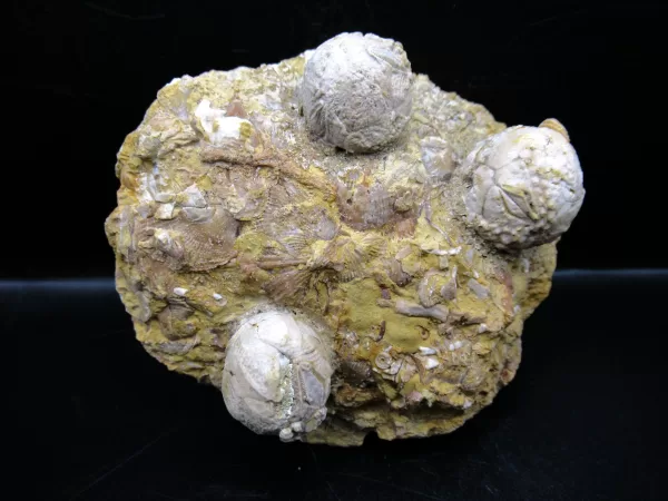 Strobilocystites calvini Cystoid #6