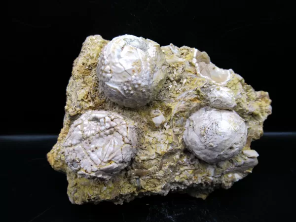 Strobilocystites calvini Cystoid #7