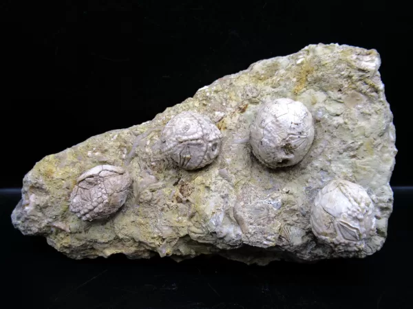 Strobilocystites calvini Cystoid #9