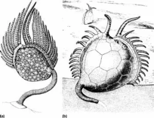 Malocystites Paracrinoid