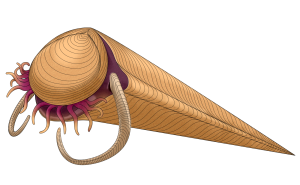 Idaho Hyolithes Cambrian Mollusc