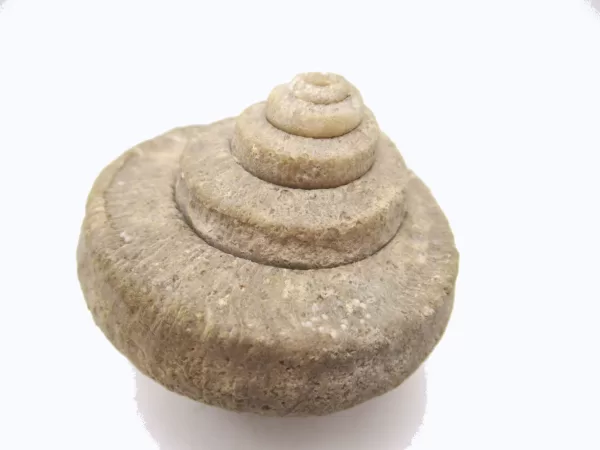 Genuine Mississippian Age Euomphalus Gastropod Fossil for Sale from Iowa # 1b