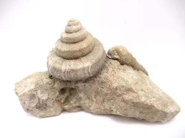 Genuine Mississippian Age Euomphalus Gastropod Fossil for Sale from Iowa # 2a