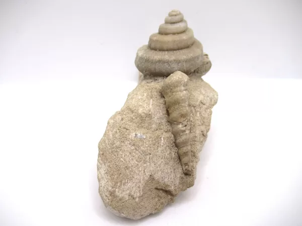 Genuine Mississippian Age Euomphalus Gastropod Fossil for Sale from Iowa # 2b