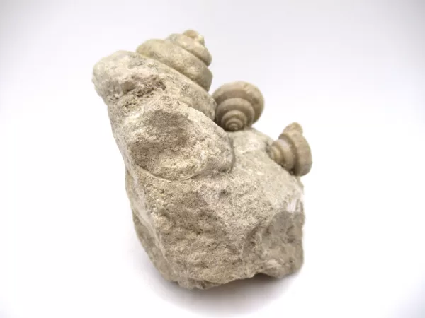 Genuine Mississippian Age Euomphalus Gastropod Fossil for Sale from Iowa #3d