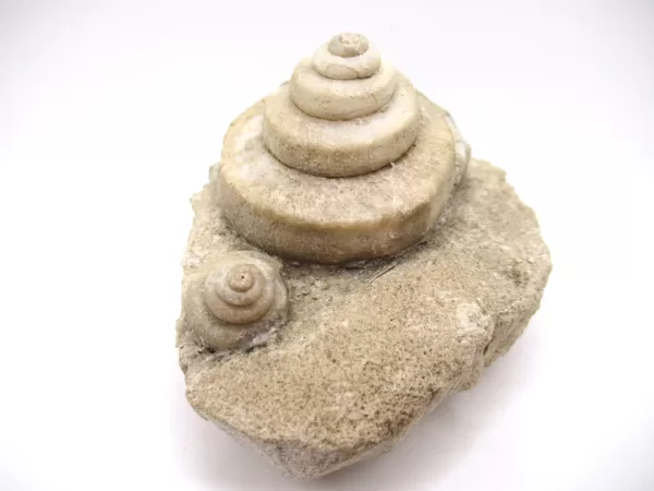 Genuine Mississippian Age Euomphalus Gastropod Fossil for Sale from Iowa #4b