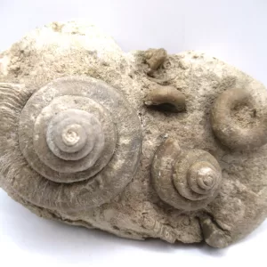 Genuine Mississippian Age Euomphalus Gastropod Fossil for Sale from Iowa #5