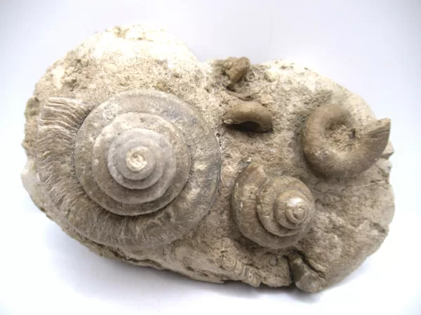 Genuine Mississippian Age Euomphalus Gastropod Fossil for Sale from Iowa #5