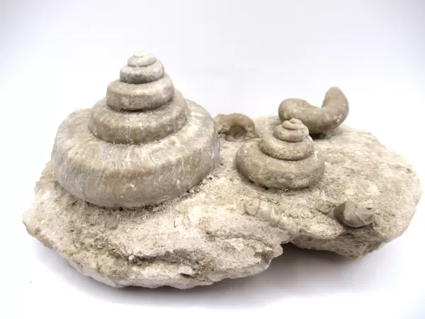 Genuine Mississippian Age Euomphalus Gastropod Fossil for Sale from Iowa #5a