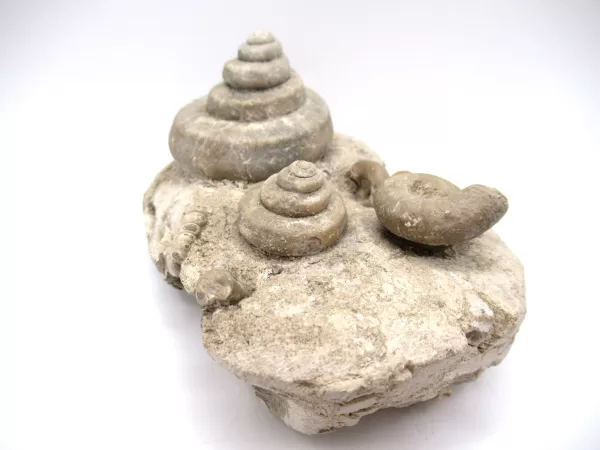 Genuine Mississippian Age Euomphalus Gastropod Fossil for Sale from Iowa #5b