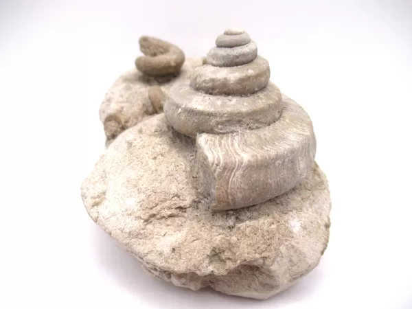 Genuine Mississippian Age Euomphalus Gastropod Fossil for Sale from Iowa #5d