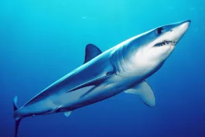 Cosmopolitodus hastalis Shark