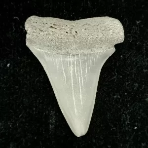 Genuine Miocene Age Cosmopolitodus hastalis Shark Tooth Fossil for Sale from North Carolina #1