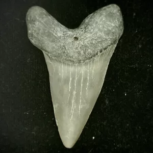 Genuine Miocene Age Cosmopolitodus hastalis Shark Tooth Fossil for Sale from North Carolina #10