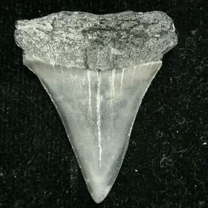 Genuine Miocene Age Cosmopolitodus hastalis Shark Tooth Fossil for Sale from North Carolina #3